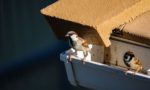 Birds perching on railing