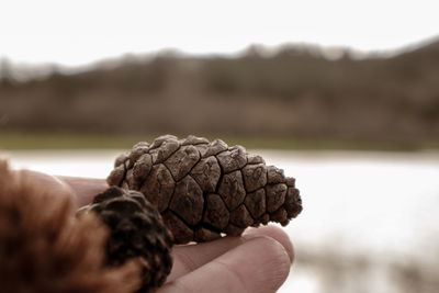 Close-up of hand holding pine cone against sky