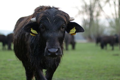 Close-up portrait of cow on field against sky