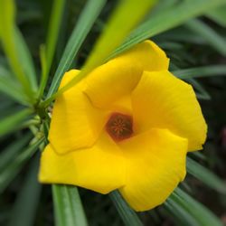 Close-up of yellow daffodil blooming outdoors