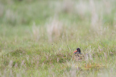 View of a bird on field