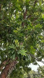 Low angle view of trees in forest