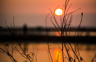 Close-up of silhouette plants against calm lake during sunset