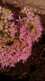 Close-up of flowers blooming outdoors