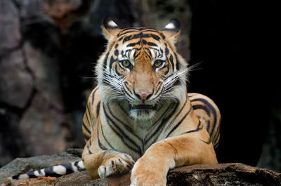 View of a tiger