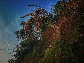 Low angle view of trees against sky