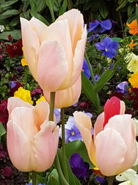 Close-up of tulips blooming outdoors