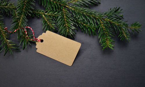 Close-up of christmas tree on plant