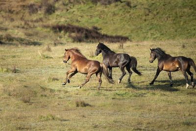 Horses grazing in a field