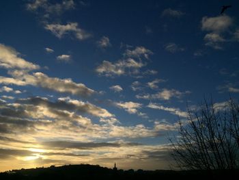 Low angle view of trees at sunset