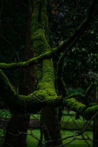 Close-up of moss growing on tree trunk