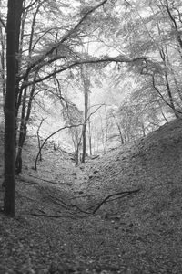 Trees in forest