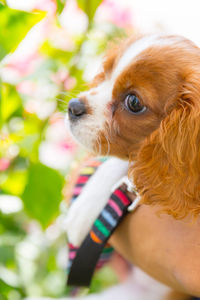 Close-up of a dog looking away