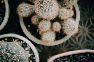 Close-up of succulent plant