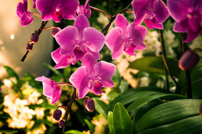 Close-up of pink flowering plant