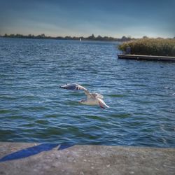 Seagull flying over lake