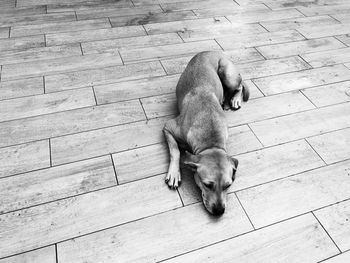 High angle view of dog resting on footpath