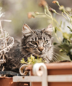 Close-up portrait of a cat