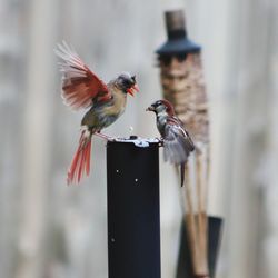 Birds perching on a bird feeder