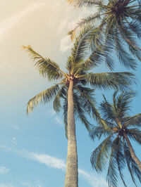 Low angle view of palm tree against sky