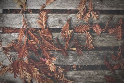 Close-up of plants