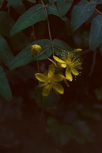 Close-up of yellow flowering plant