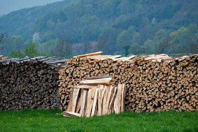 Stack of logs in forest