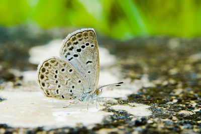 Close-up of butterfly on rock