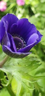 Close-up of purple flower