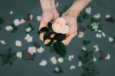 Cropped hands of person holding rose over lake