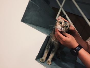 Person touching cute cat