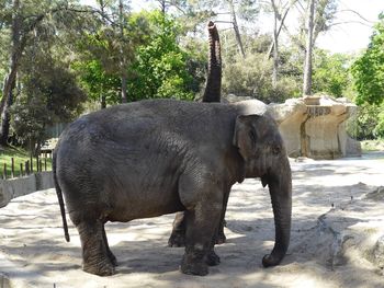 View of elephant in zoo