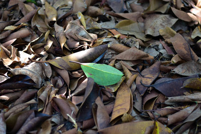 leaf