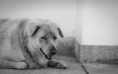 Closeup sad dog lying on concrete floor. fat dog bored for waiting owner. 