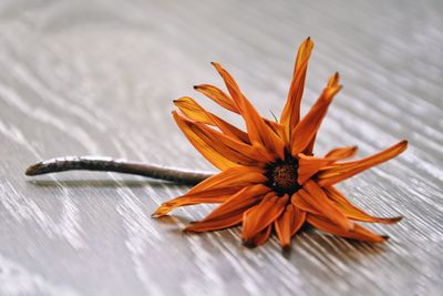 Close-up of orange flower on table