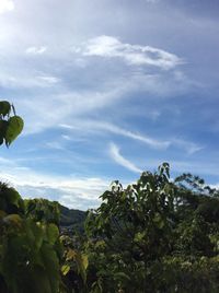 Plants against sky