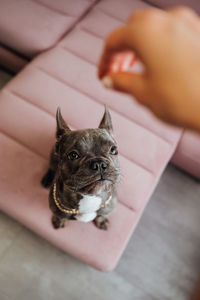 French bulldog with golden chain looking up impatiently, small dog waiting for food