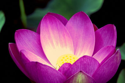 Close-up of pink water lily