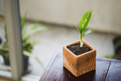 Close-up of potted plant on table