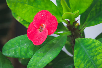 Close-up of pink flowering plant growing outdoors