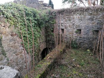 Plants growing on old building