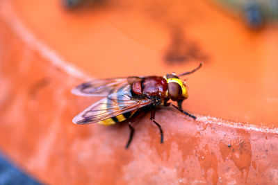 Close-up of hornet