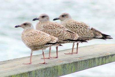 Close-up of birds perching on retaining wall against sky