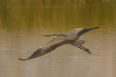 Gray heron flying over lake