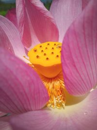 Close-up of pink flower blooming outdoors