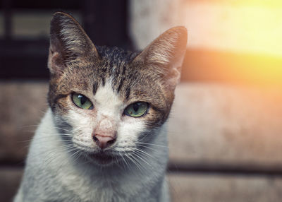 Close-up portrait of tabby cat