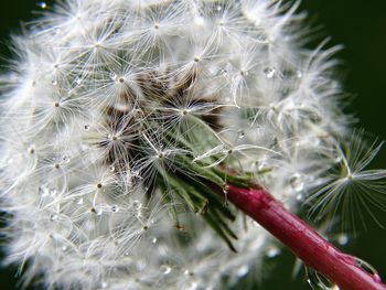 Close up of dandelion