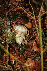 View of animal skull on field