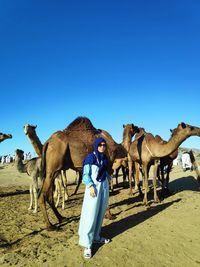 Hudaibiyah camel farm,mecca saudi arabia