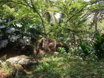 Trees and plants in forest